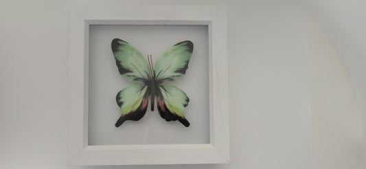 Butterfly Wall Art